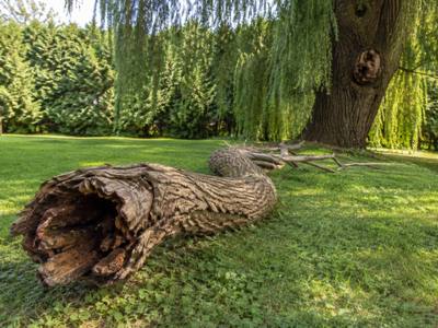 Hollow dead trunk section resting on the grass after removal