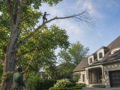 Dead limb reaching out over a front yard from a tree still in leaf