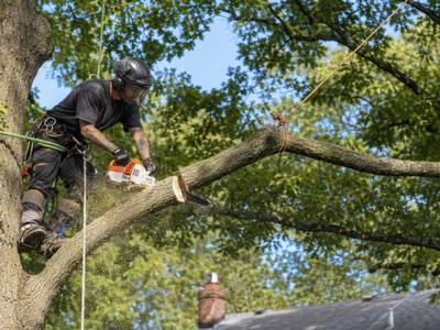 Climber cutting a limb back above a roofline