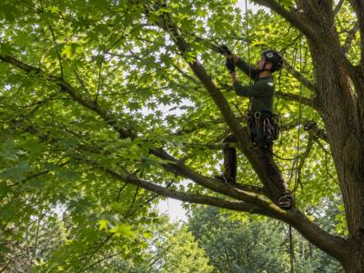 Climber tied in and working the upper growth of a mature tree