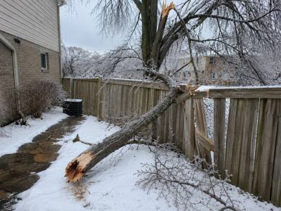 Ice-storm limb down across a backyard fence panel