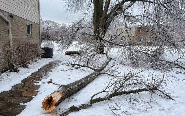 Ice-broken limb snapped off at the trunk and lying across a snow-covered walkway