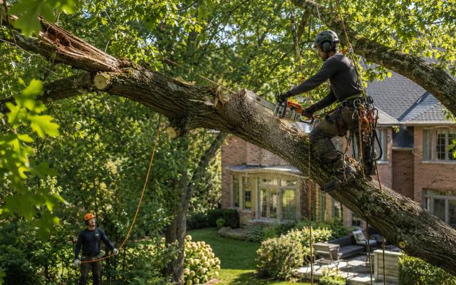 Large broken limb still hanging in the canopy over a house, rigged for controlled removal