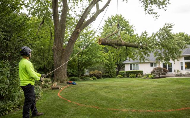 Ground crew lowering a cut section on a rigging line during a tree removal
